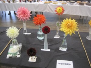 Wonderful Dahlias