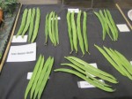 Runner beans - beautifully laid out in their parallel rows