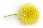 dahlia2