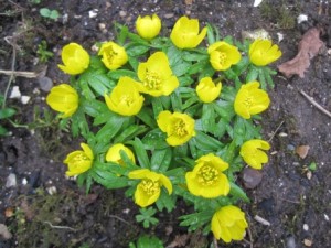 Aconites in the front garden