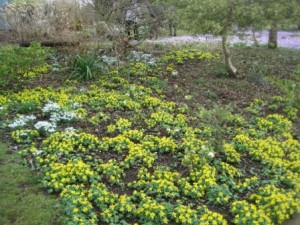 Aconites galore