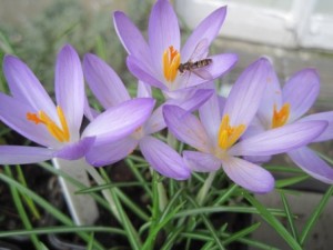 Crocus up close