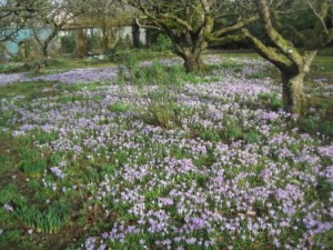 Carpet of crocuses