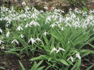 snowdrops 1