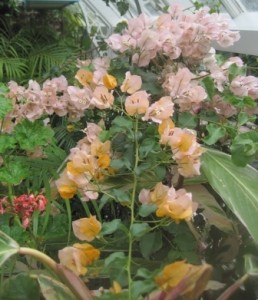 Bougainvillea in the greenhouse
