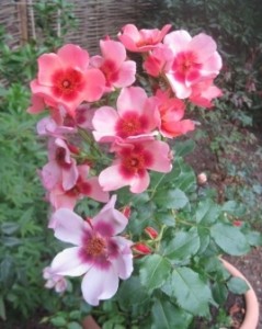 Glorious roses