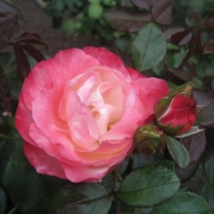 Rosa Nostalgia
