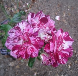 Rosa Purple Tiger
