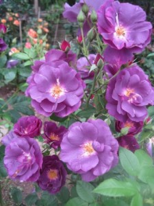 Rosa Rhapsody in Blue
