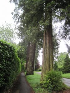 The Sequoia Wellingtonian trees up Crowley Drive