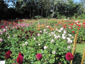 A veritable "Persian Carpet" of Dahlias !!